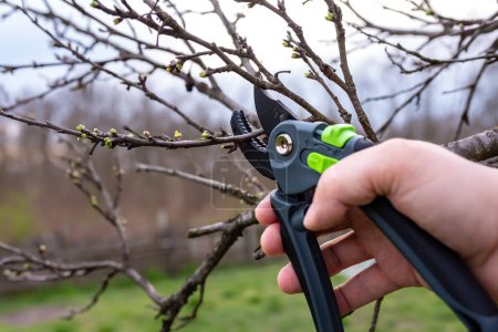 A gardener prunes a plum tree with pruning shears in a spring garden.