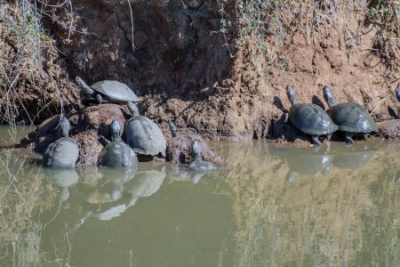 Photo for The African helmeted turtle (Pelomedusa subrufa), also known commonly as the marsh terrapin and the crocodile turtle. The species naturally occurs in fresh and stagnant water bodies throughout much of Sub-Saharan Africa, and in southern Yemen - Royalty Free Image