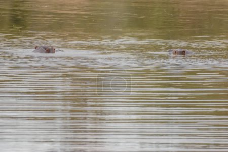 Photo for Hippos spend most the day in water to stay cool and hydrated. Just before night begins, they leave the water to feed on land - Royalty Free Image