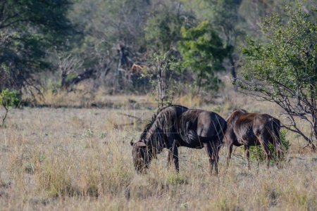 Photo for There are two species of wildebeest. The black wildebeest or white-tailed gnu and the blue wildebeest or brindled gnu - Royalty Free Image