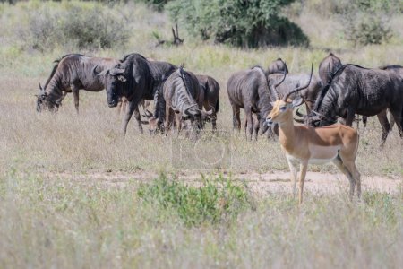 Photo for There are two species of wildebeest. The black wildebeest or white-tailed gnu and the blue wildebeest or brindled gnu - Royalty Free Image