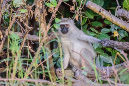 Photo for The vervet monkey very much resembles a gray langur, having a black face with a white fringe of hair, while its overall hair color is mostly grizzled-grey - Royalty Free Image