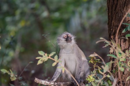 Photo for The vervet monkey very much resembles a gray langur, having a black face with a white fringe of hair, while its overall hair color is mostly grizzled-grey - Royalty Free Image