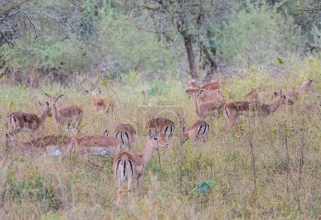 Photo for African impalas near Kruger National Park - Royalty Free Image