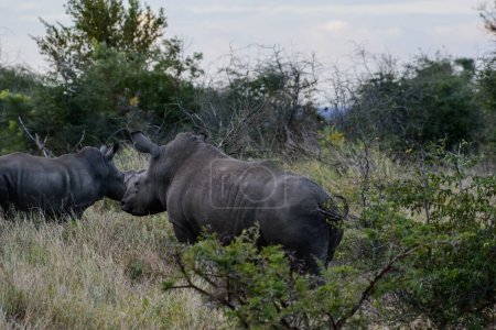 Foto de Los rinocerontes negros viven principalmente en Sudáfrica, pero también han sido reintroducidos en Botswana, Namibia, Swazilandia y Zimbabwe. - Imagen libre de derechos