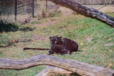 Téléchargez les photos : Les panthères noires des deux espèces ont des pigments noirs en excès, mais leurs rosettes typiques sont également présentes. - en image libre de droit