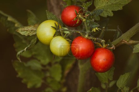 Foto de Crecido orgánicamente hermosos tomates cereza rojos maduros y verdes inmaduros en un invernadero no industrial, - Imagen libre de derechos