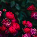 Romantic red roses blossoming outside in autumn, floral concept, nature wallpaper with copy space