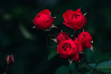 Photo for Romantic red roses blossoming outside in autumn, floral concept, nature wallpaper with copy space - Royalty Free Image