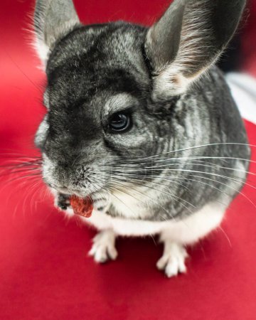 Foto de Portrait of cute gray chinchilla eating - Imagen libre de derechos