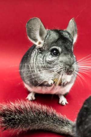 Foto de Portrait of cute gray chinchilla eating - Imagen libre de derechos