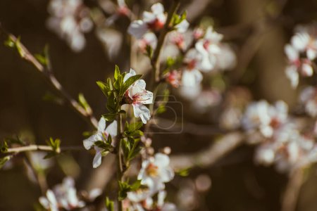 Photo for Blooming almond tree braches covered in flowers with copy space - Royalty Free Image