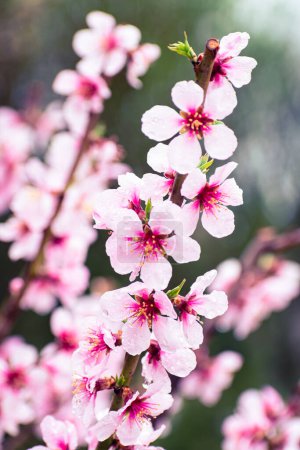 Photo for Peach tree brach full of pink blossoms covered in rain drops with copy space - Royalty Free Image
