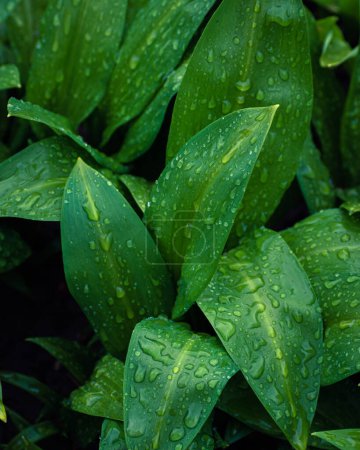 Photo for Fresh green bear leek or wild garlic leaves covered in rain drops - Royalty Free Image