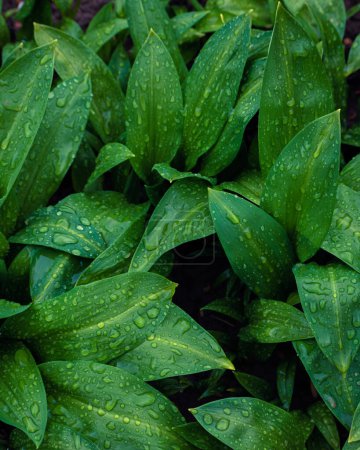 Photo for Fresh green bear leek or wild garlic leaves covered in rain drops - Royalty Free Image