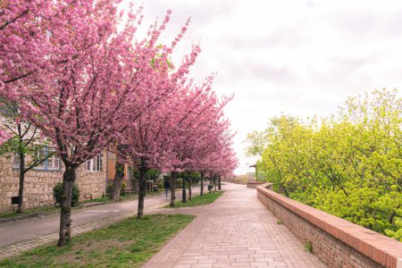 Foto de BUDAPEST, HUNGRÍA - 16 ABRIL, 2022: Paisaje urbano de primavera con cerezos florecientes en el paseo marítimo de Toth Arpad, distrito del Castillo de Buda - Imagen libre de derechos