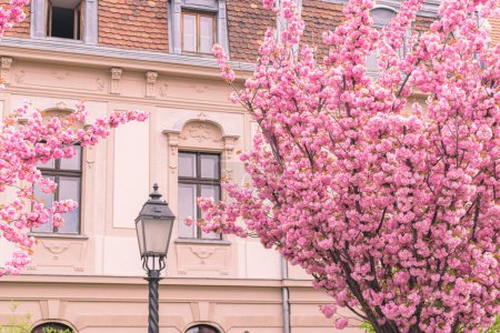 Photo for BUDAPEST, HUNGARY - 16 APRIL, 2022: Spring cityscape with blooming cherry trees on Toth Arpad promenade, Buda Castle district - Royalty Free Image