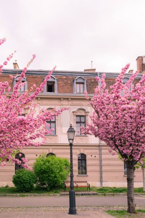 Foto de BUDAPEST, HUNGRÍA - 16 ABRIL, 2022: Paisaje urbano de primavera con cerezos florecientes en el paseo marítimo de Toth Arpad, distrito del Castillo de Buda - Imagen libre de derechos