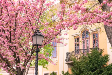 Téléchargez les photos : BUDAPEST, HONGRIE - 16 AVRIL 2022 : Paysage urbain printanier avec cerisiers en fleurs sur la promenade Toth Arpad, quartier du château de Buda - en image libre de droit