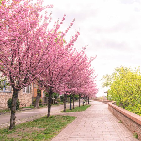 Photo for BUDAPEST, HUNGARY - 16 APRIL, 2022: Spring cityscape with blooming cherry trees on Toth Arpad promenade, Buda Castle district - Royalty Free Image