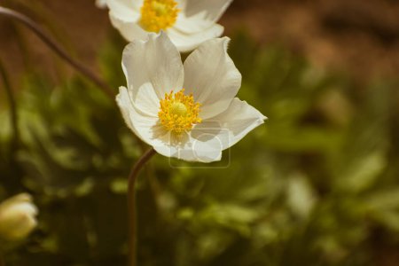 Snowdrop Anemone (Anemone sylvestris), white flower blooming, nature background with copy space