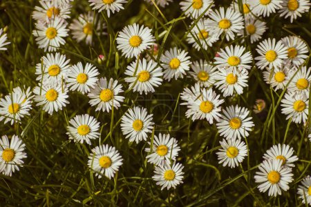 Photo for Blooming white daisy flowers in the green grass, nature background with copy space - Royalty Free Image