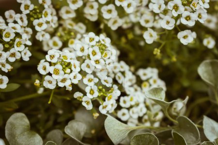 Téléchargez les photos : Gros plan de fleurs blanches arabis alpina caucasica, fond floral avec espace de copie - en image libre de droit
