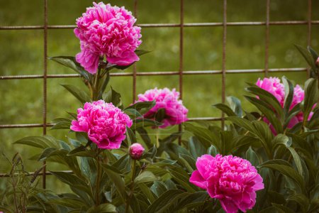 Rosafarbene Pfingstrosen blühen im Garten, floraler Hintergrund mit Kopierraum