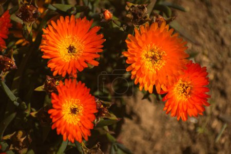 Photo for Top view of blooming ice plants, floral background with copy space - Royalty Free Image