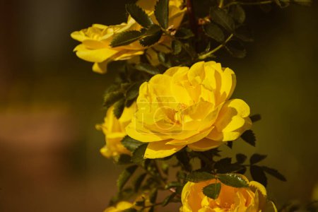 Gelbe Rose blüht im Frühling, stimmungsvolle Naturtapete