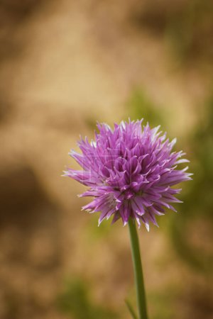 Téléchargez les photos : Floraison ciboulette herbe, fond botanique - en image libre de droit