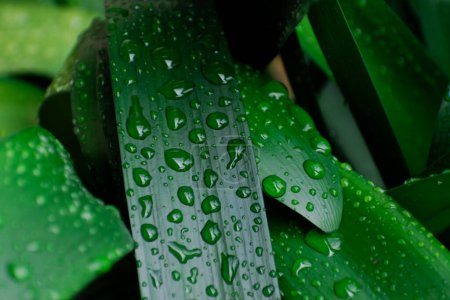 Photo for Fresh green clivia leaves covered in rain drops - Royalty Free Image