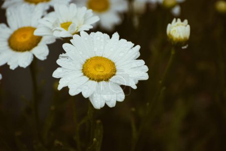 Photo for White meadow daisy flowers covered with rain drops, botanical wallpaper - Royalty Free Image
