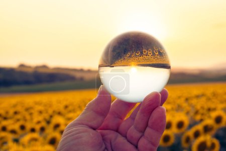 Photo for Vivid sunset over a sunflower field at sunset reflected in a lensball - Royalty Free Image