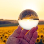 Vivid sunset over a sunflower field at sunset reflected in a lensball