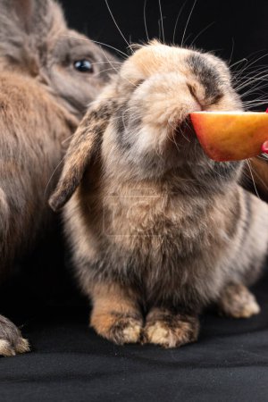 Téléchargez les photos : Mini lapin boucles et lapin lionhead brun se nourrissant, isolé sur fond noir - en image libre de droit