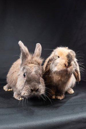 Photo for Cute ginger mini lop rabbit and brown lionhead rabbit, isolated on black background - Royalty Free Image