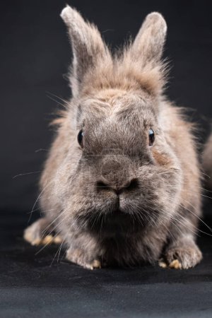 Foto de Lindo conejo de cabeza de león marrón, aislado sobre fondo negro - Imagen libre de derechos