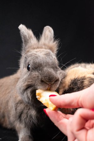 Foto de Alimentación del conejo cabeza de león, aislado sobre fondo negro - Imagen libre de derechos