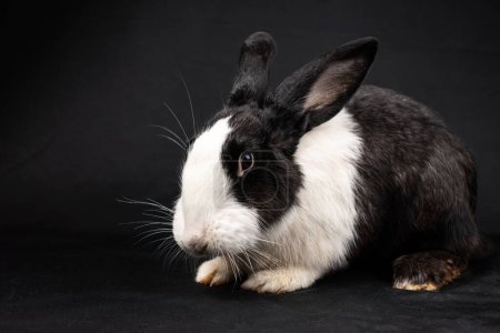 Foto de Conejo doméstico blanco y negro, aislado sobre fondo negro - Imagen libre de derechos