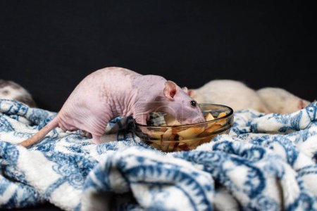 lindo dumbo mascota rata explorar