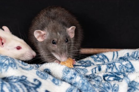Cute dumbo pet rat exploring
