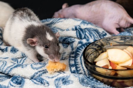 Photo for Cute dumbo pet rat exploring - Royalty Free Image