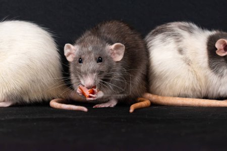 Photo for Cute dumbo pet rat exploring - Royalty Free Image