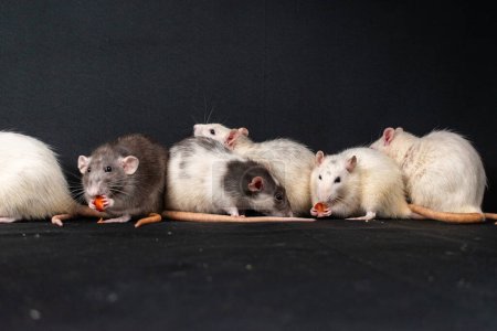Mignons rats tapis explorant