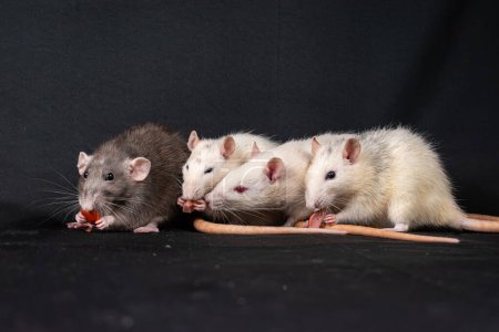 Lindas ratas de palmadita explorar