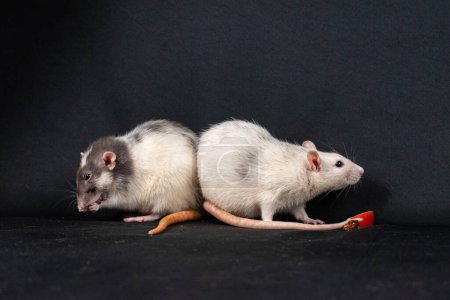 Photo for Cute pat rats exploring - Royalty Free Image