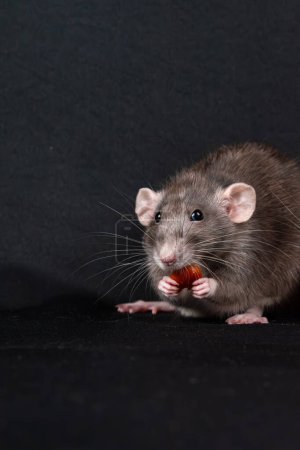 Photo for Cute dumbo pat rat exploring - Royalty Free Image