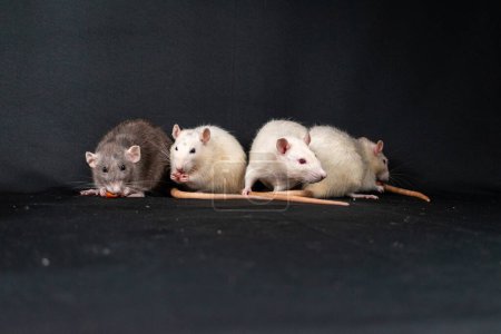 Cute pat rats exploring