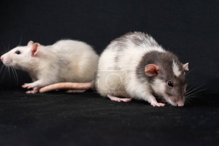 Cute pat rats exploring